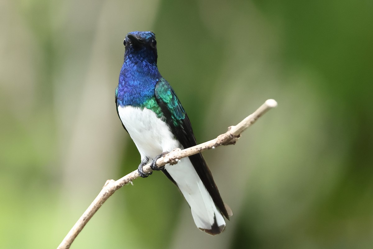 kolibřík bělokrký - ML616078970