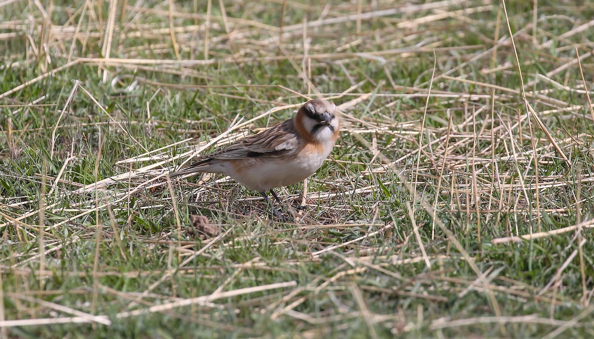 Rufous-necked Snowfinch - ML616079014