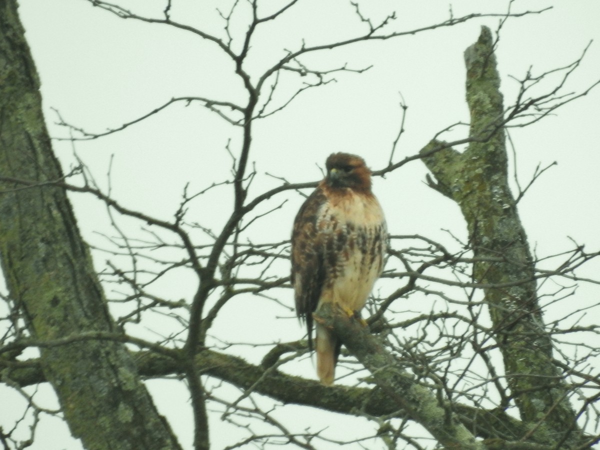 Red-tailed Hawk (abieticola) - ML616079057