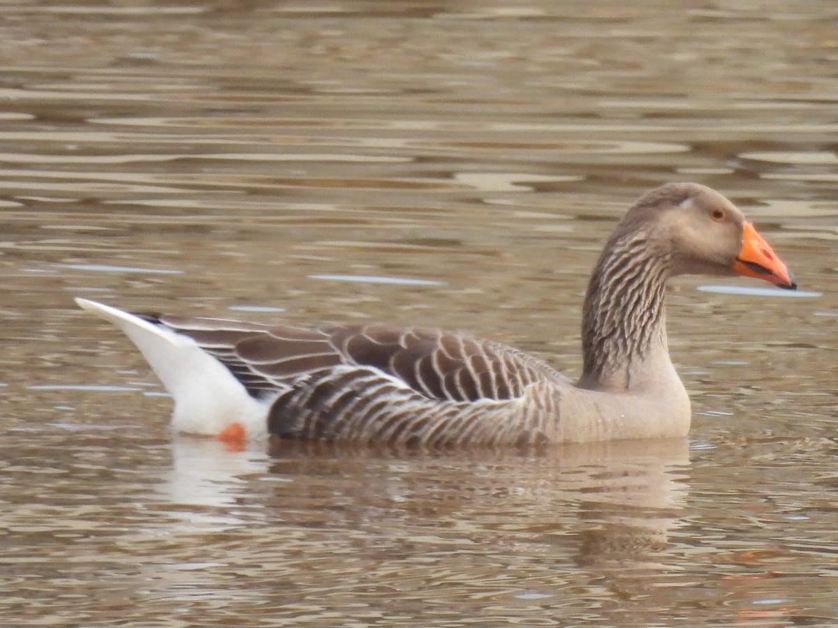 Graylag Goose (Domestic type) - ML616079310