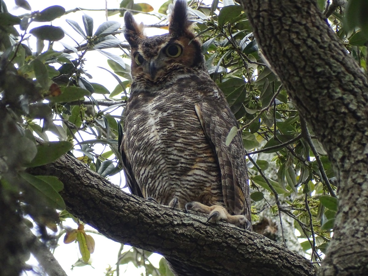 Great Horned Owl - ML616079452