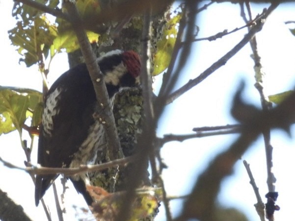 Strickland's Woodpecker - ML616079464