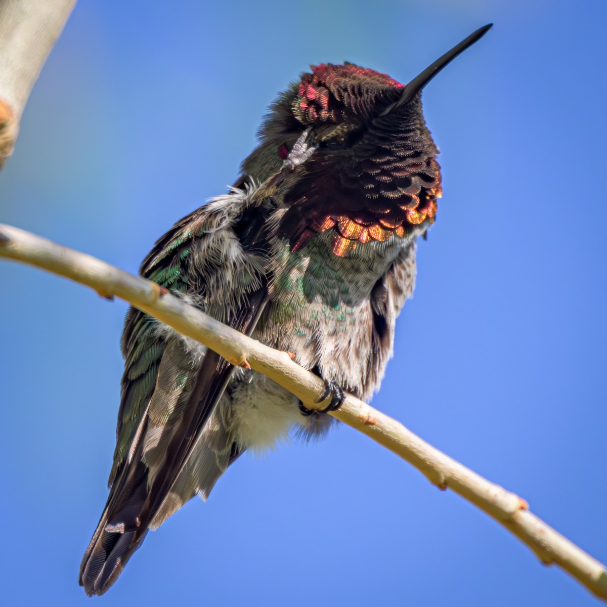 Anna's Hummingbird - ML616079676