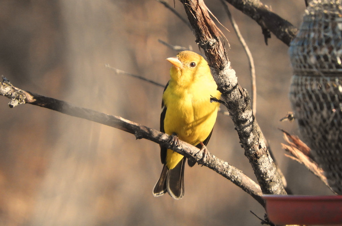 Western Tanager - ML616079721
