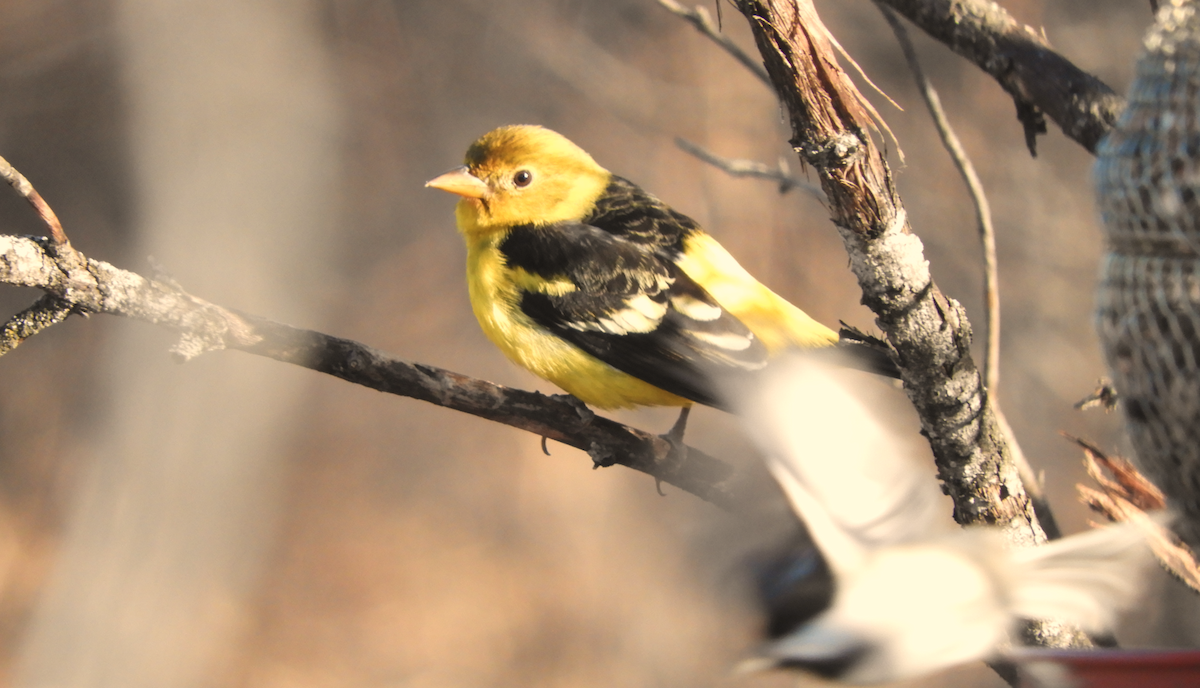 Western Tanager - ML616079723