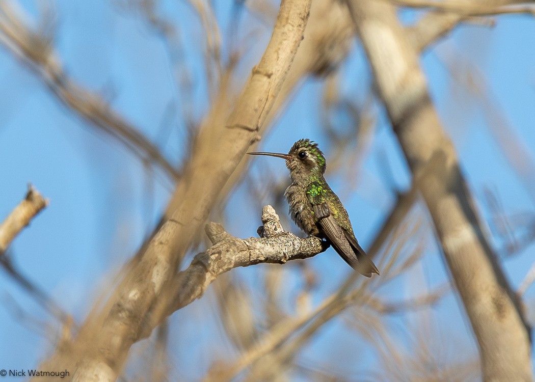 Turquoise-crowned Hummingbird - ML616079783