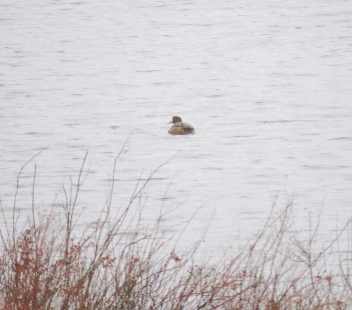 Greater Scaup - ML616079812