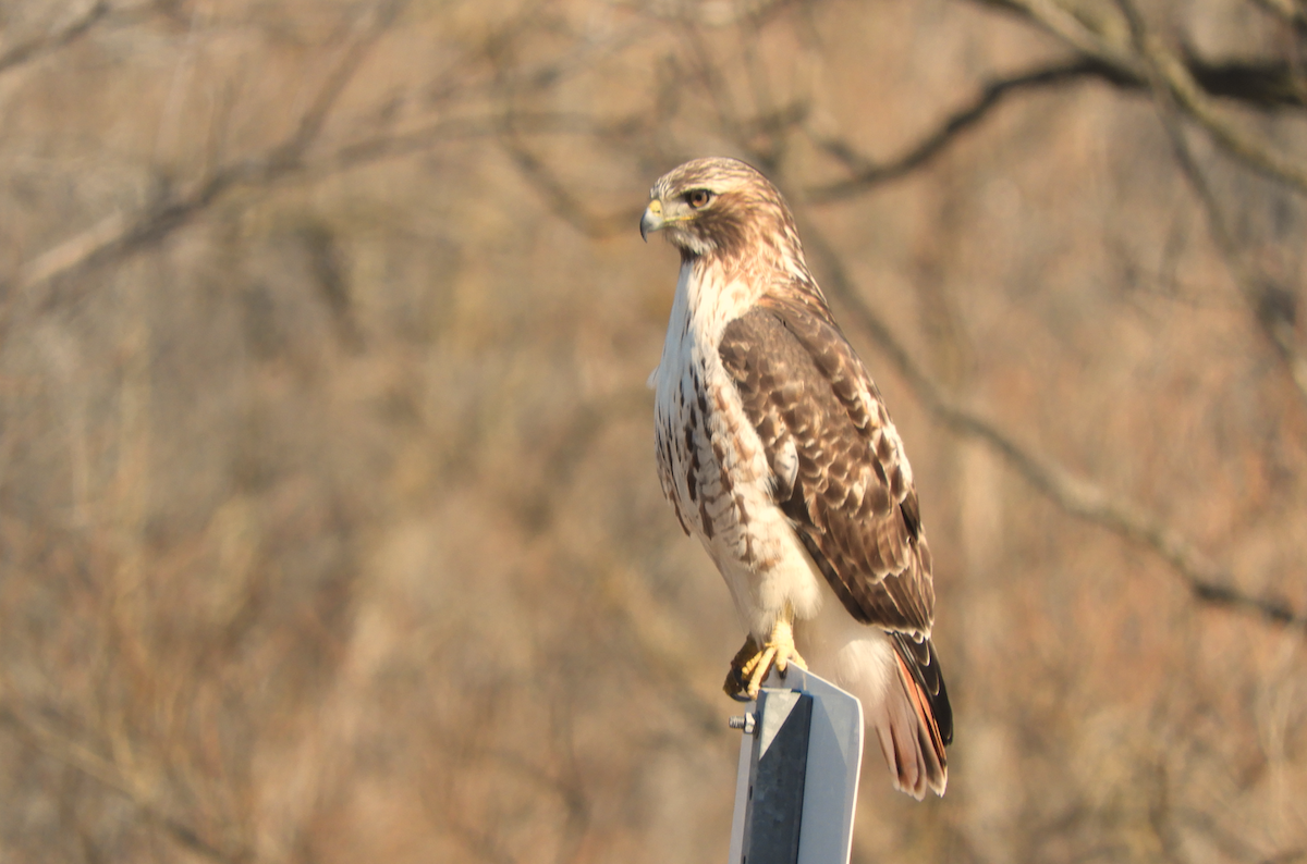 Red-tailed Hawk - ML616079821