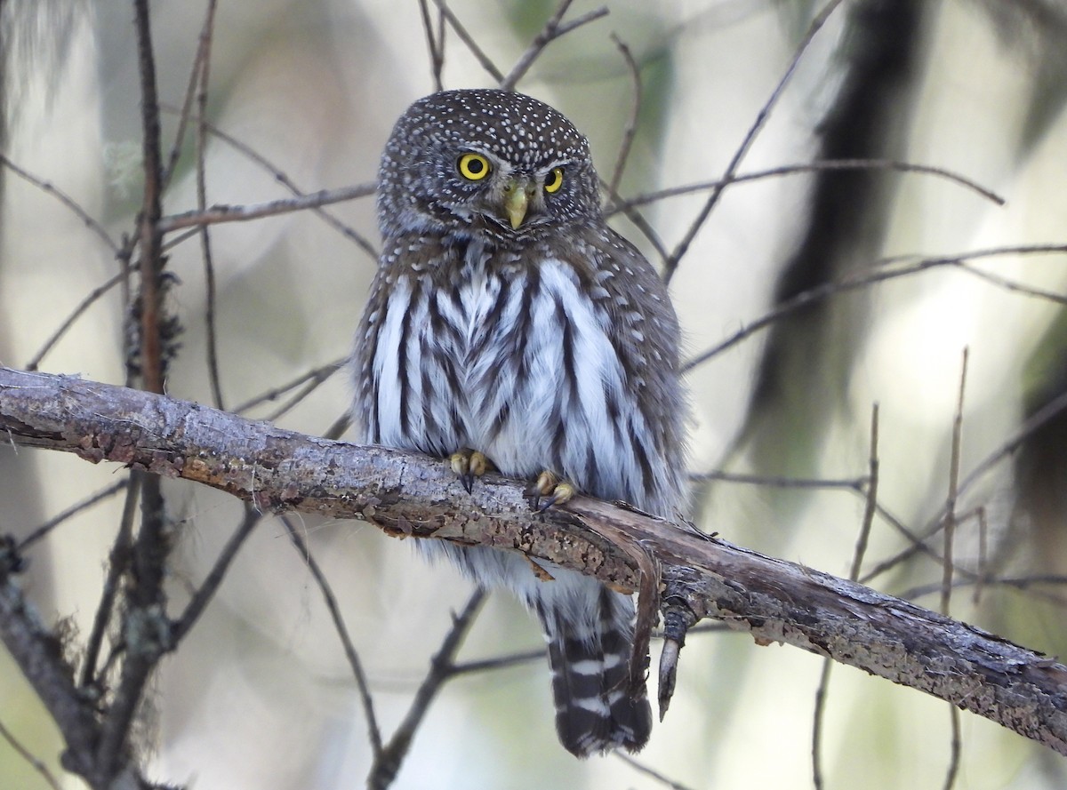 Northern Pygmy-Owl - ML616079865