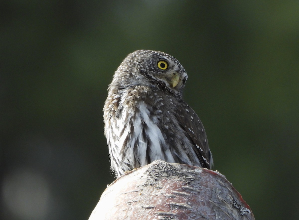 Northern Pygmy-Owl - ML616079866