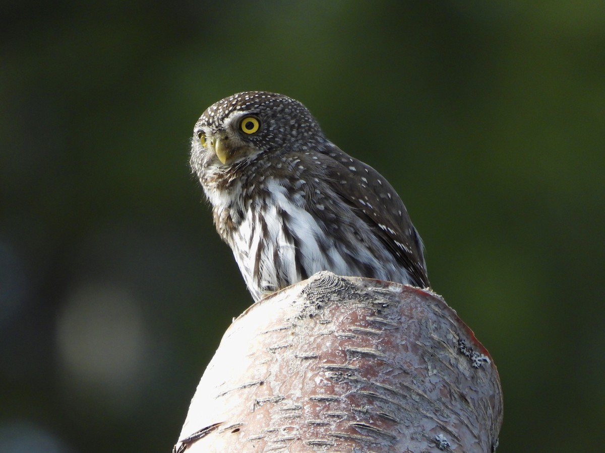 Northern Pygmy-Owl - ML616079867