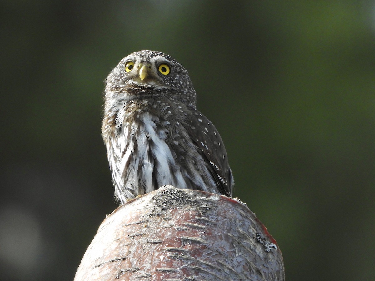 Northern Pygmy-Owl - ML616079868