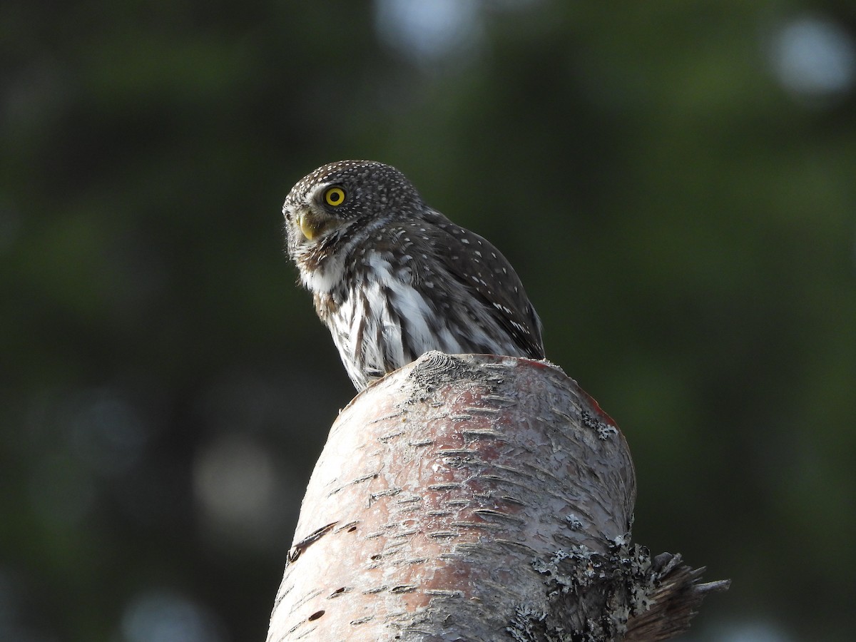 Northern Pygmy-Owl - ML616079869