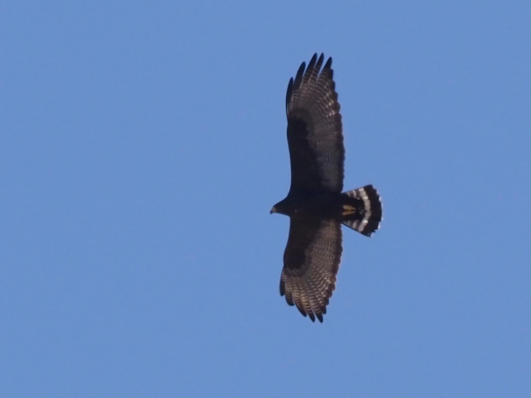 Zone-tailed Hawk - Robert Gowan
