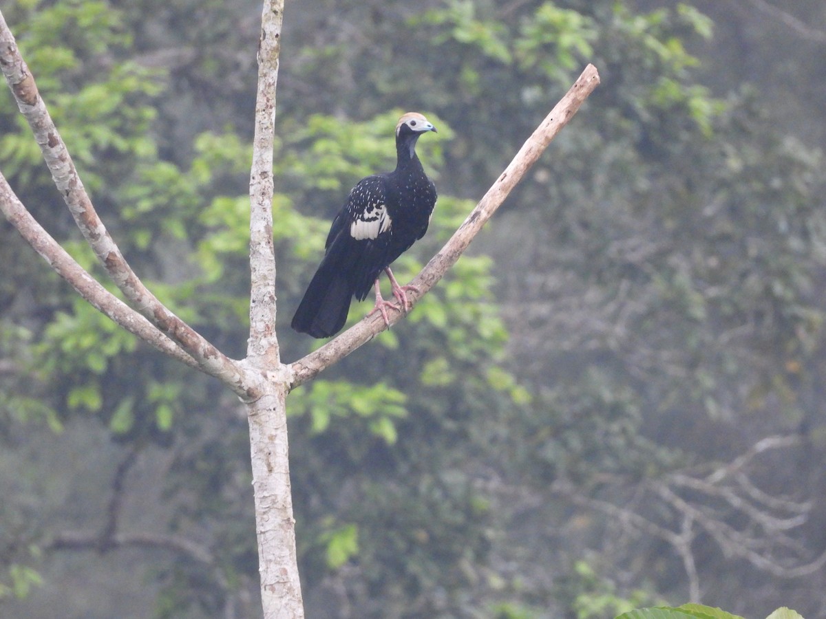 Blue-throated Piping-Guan - ML616080054