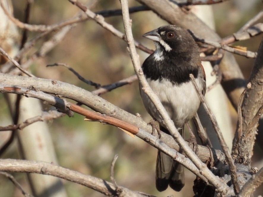 Black-chested Sparrow - ML616080092
