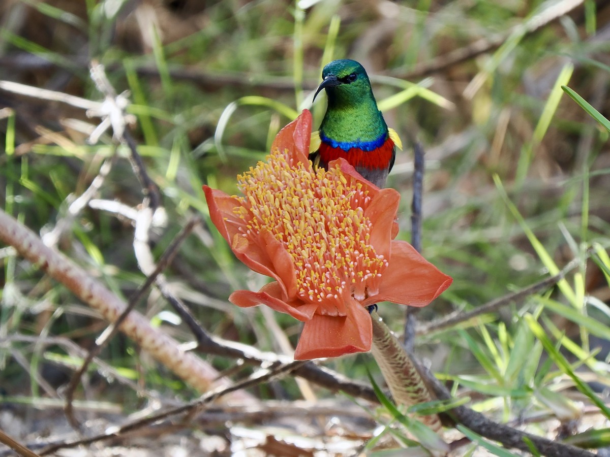 Southern Double-collared Sunbird - ML616080134