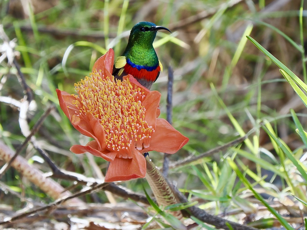Southern Double-collared Sunbird - ML616080135
