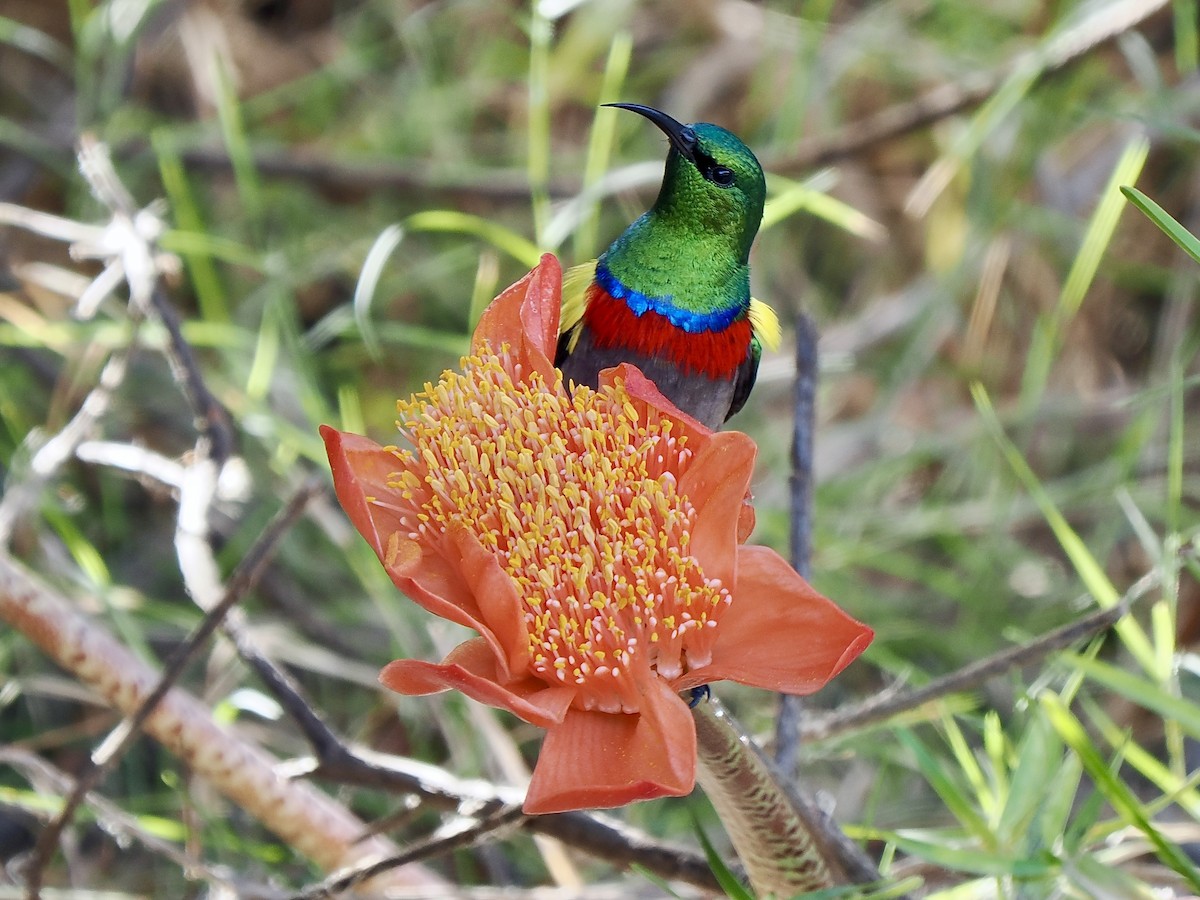 Southern Double-collared Sunbird - ML616080226