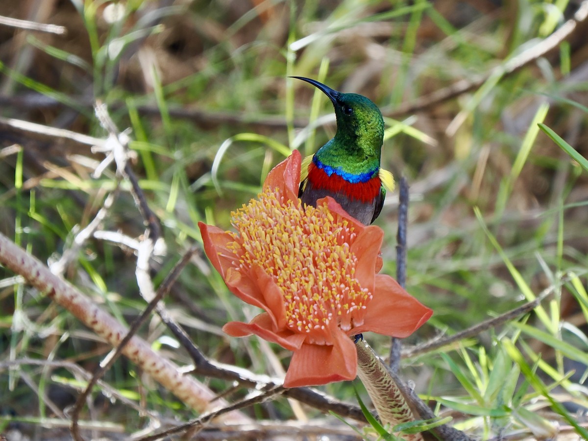 Southern Double-collared Sunbird - ML616080308