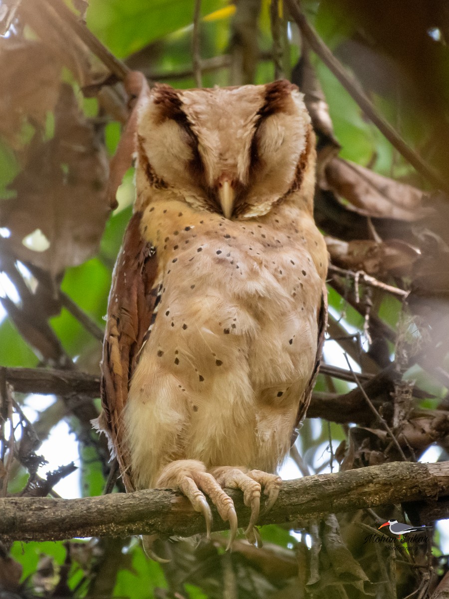 Sri Lanka Bay-Owl - ML616080329