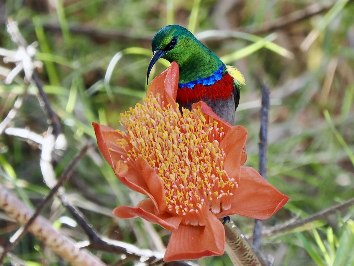 Southern Double-collared Sunbird - ML616080347
