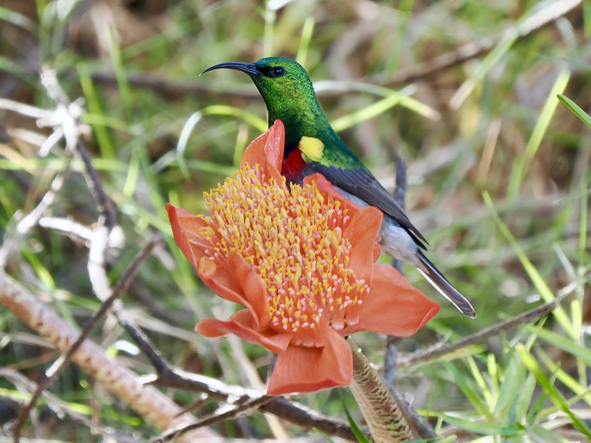 Southern Double-collared Sunbird - ML616080379