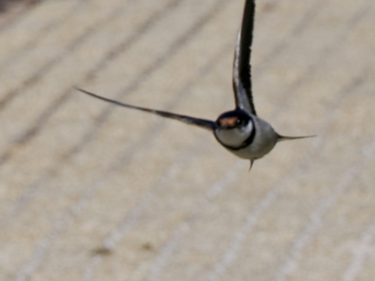 White-throated Swallow - ML616080537