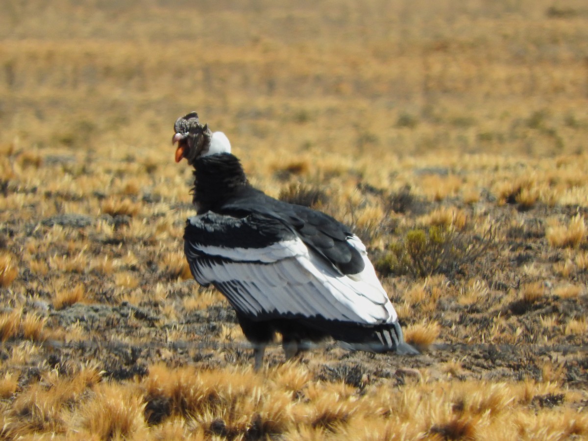 Andean Condor - Jazmín Morel