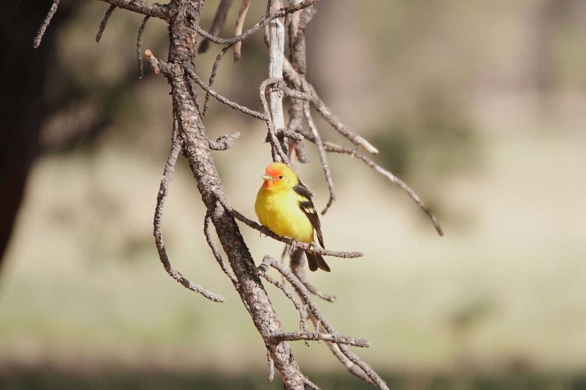 Western Tanager - ML616080687
