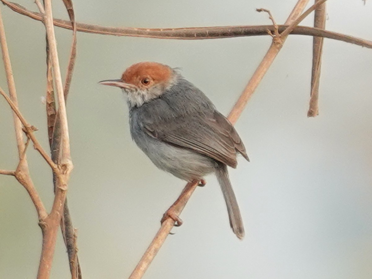 Cambodian Tailorbird - ML616080836