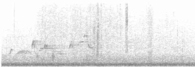 granjerpe (canadensis gr.) - ML616080888