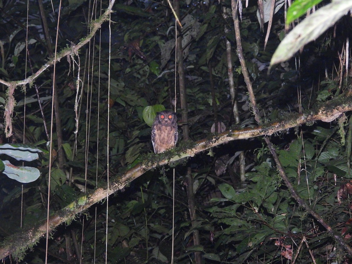 Tawny-bellied Screech-Owl - ML616081106