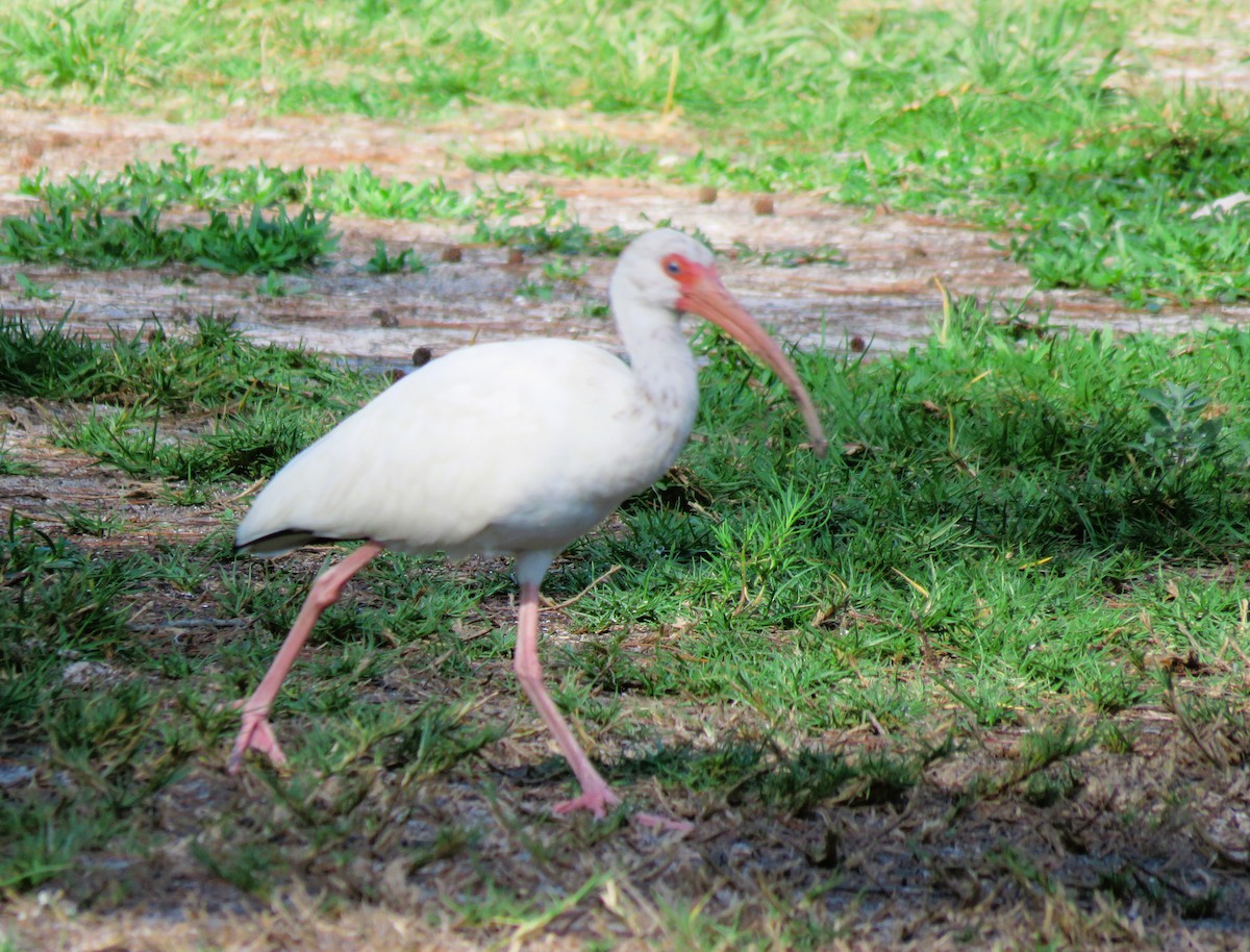 ibis bílý - ML616081138