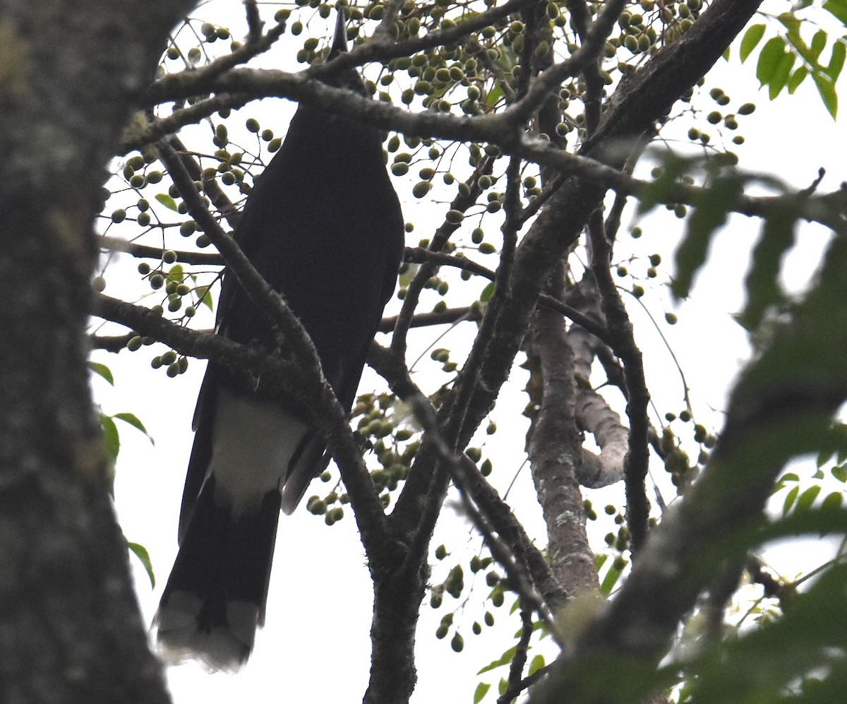 Pied Currawong - ML616081431