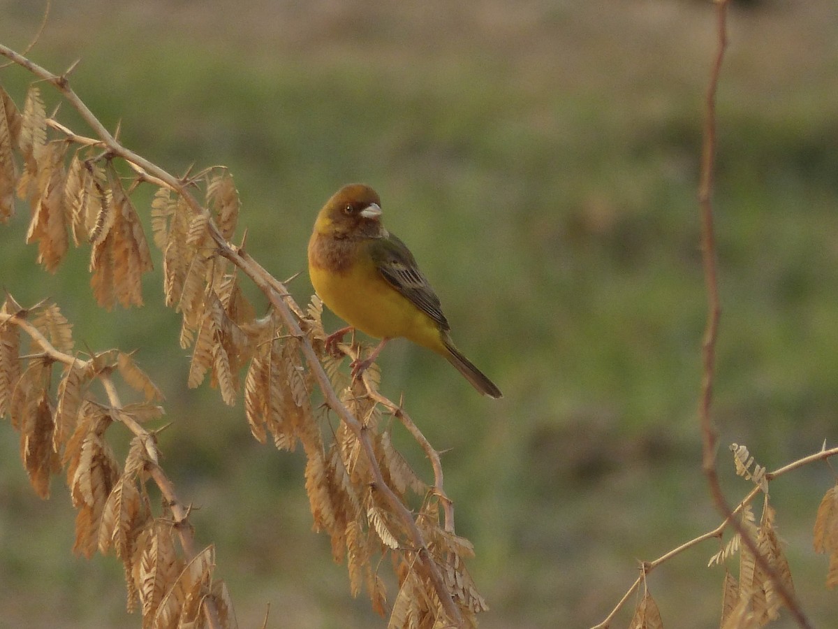 Red-headed Bunting - ML616081501