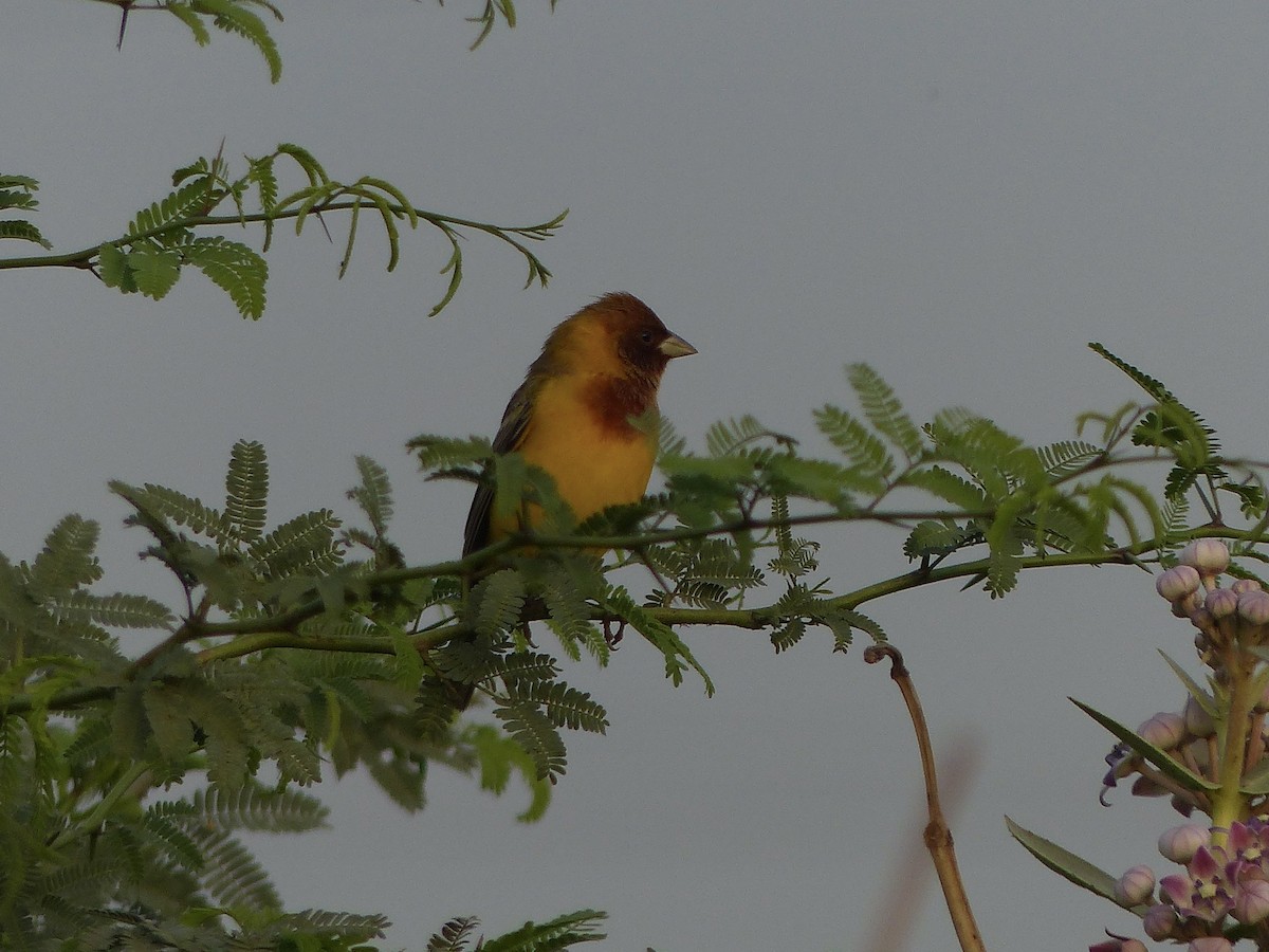 Red-headed Bunting - ML616081502