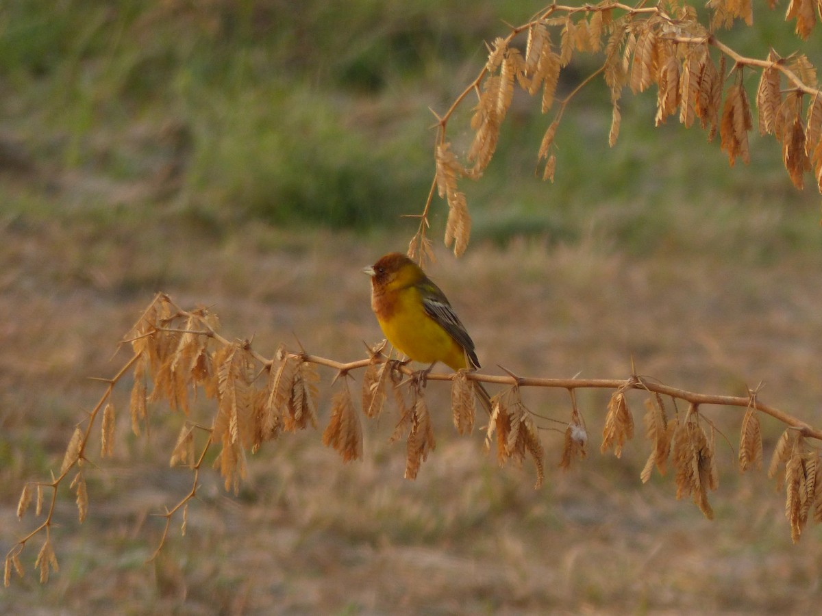 Red-headed Bunting - ML616081503