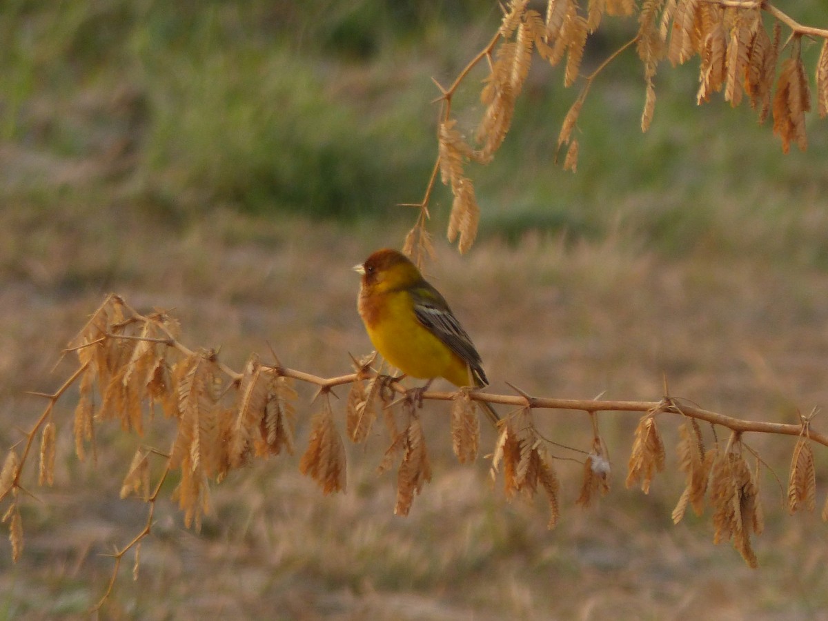 Red-headed Bunting - ML616081504