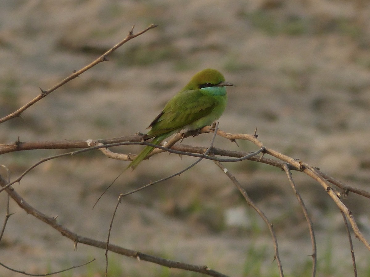 Asian Green Bee-eater - Jenny Bowman