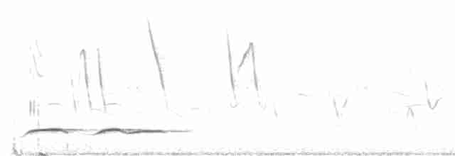 Tinamou élégant - ML616081569