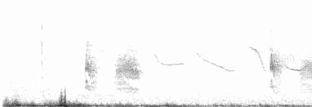 Weißbrauentapaculo - ML616081713