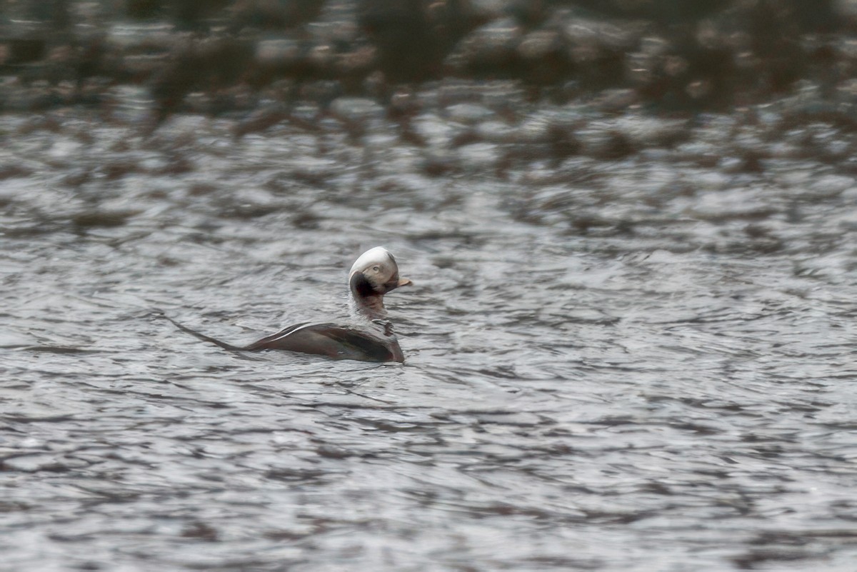 Long-tailed Duck - ML616082067