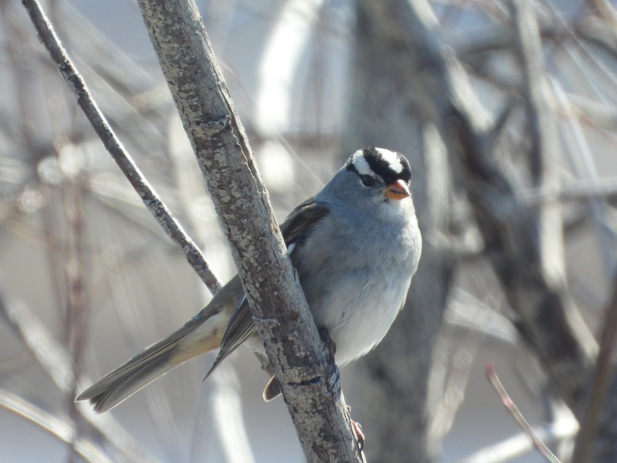 White-crowned Sparrow - ML616082099