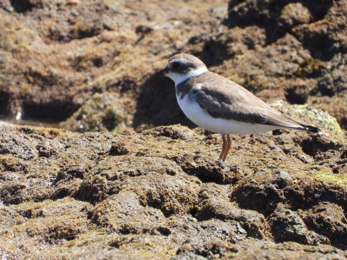 Semipalmated Plover - ML616082104