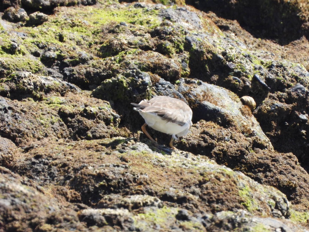 Semipalmated Plover - ML616082106