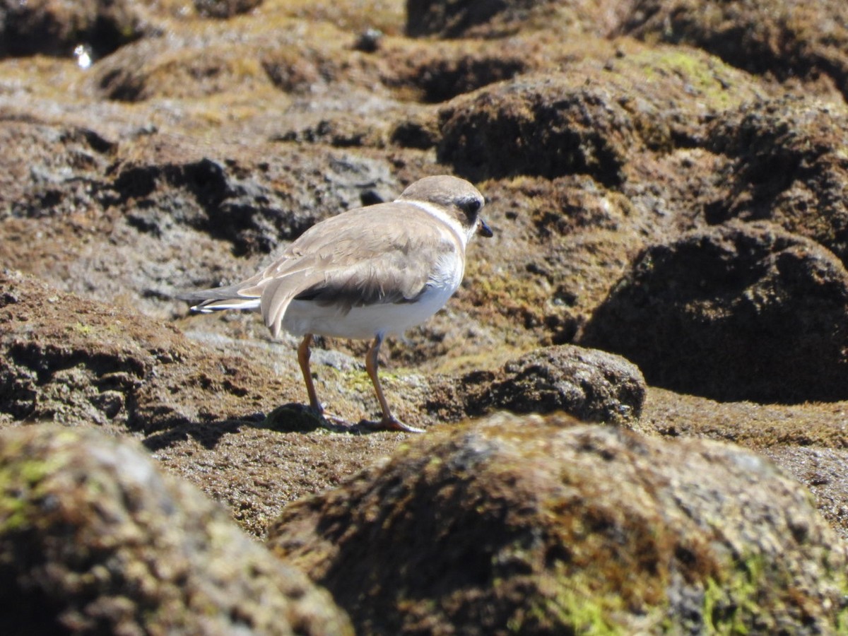 Semipalmated Plover - ML616082107
