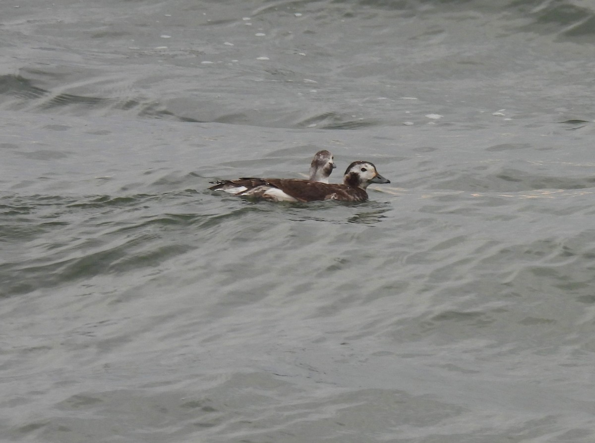 Long-tailed Duck - ML616082110