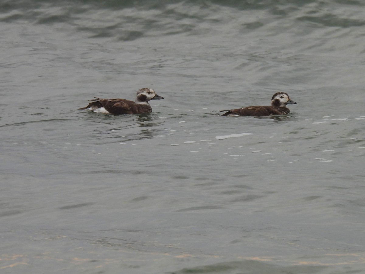 Long-tailed Duck - ML616082111