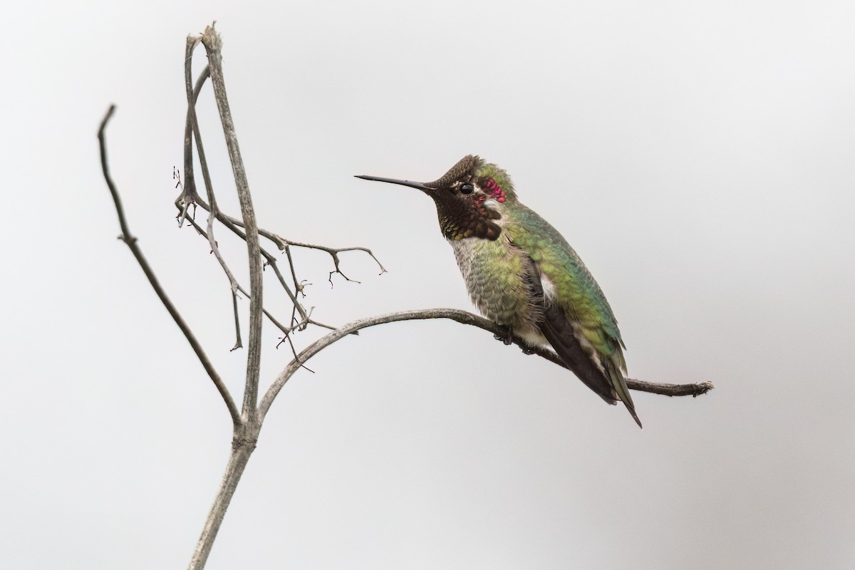Anna's Hummingbird - ML616082112